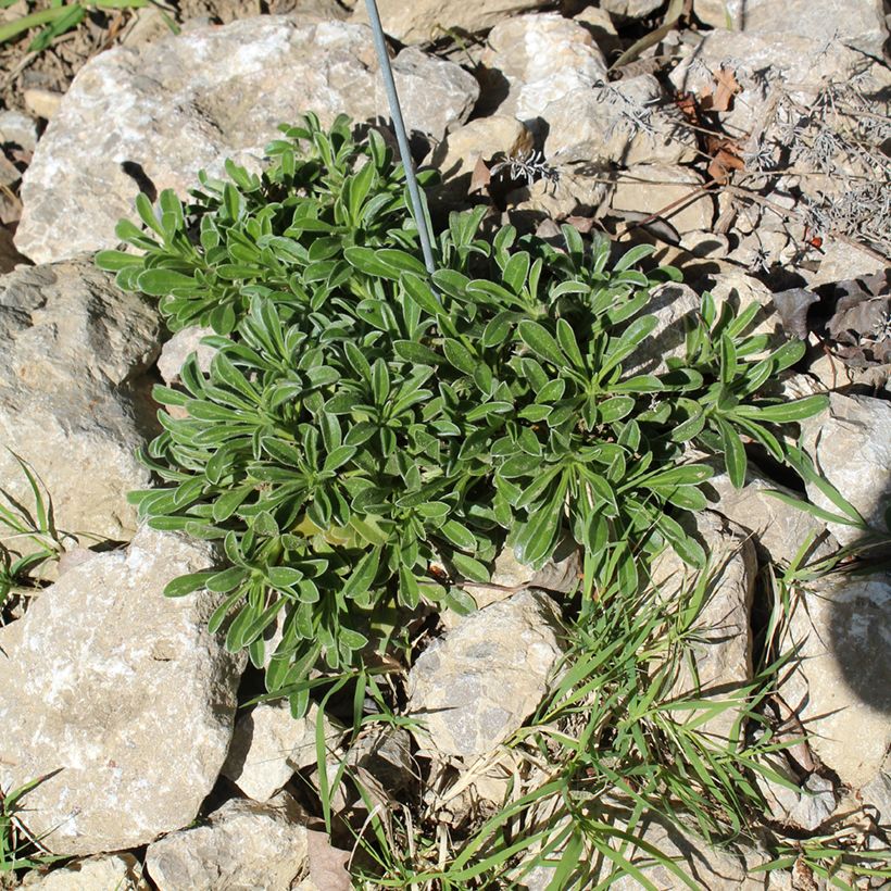 Pallenis maritima Asmago (Plant habit)