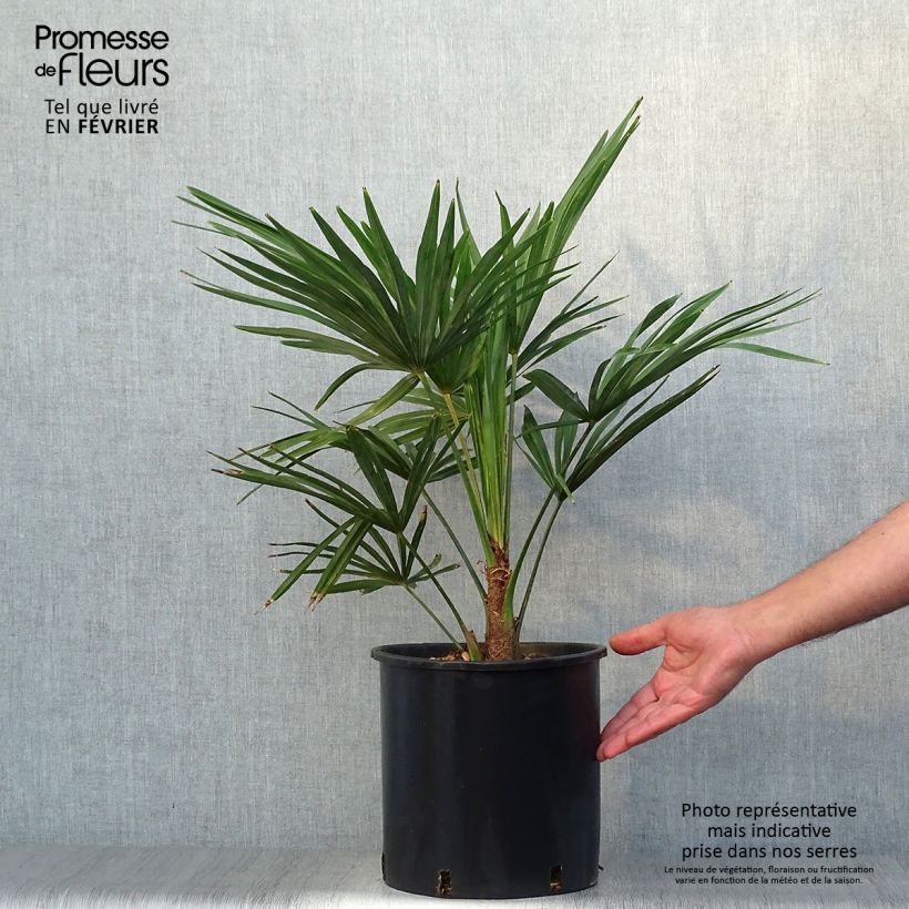 Palmier de Chine - Trachycarpus fortunei pot 10L sample as delivered in autumn