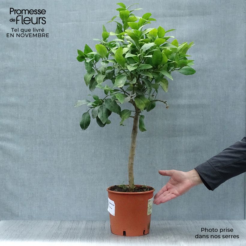 Pamplemousse (Pomelo) - Citrus (x) paradisi Pot de 4L/5L sample as delivered in autumn