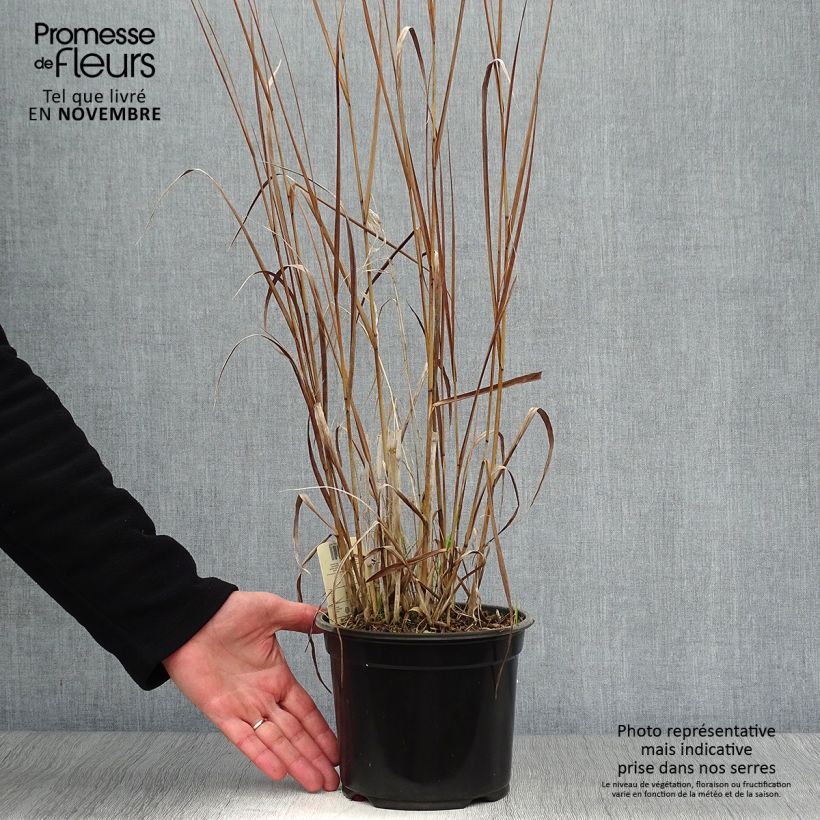 Panic érigé - Panicum virgatum Cloud Nine en pot de 1L/1.5L sample as delivered in autumn