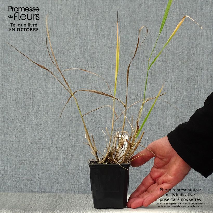 Panic érigé - Panicum virgatum Warrior en godet de 9 cm sample as delivered in autumn