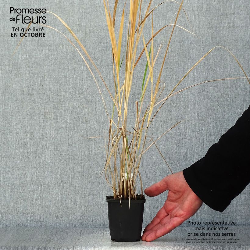 Panicum amarum  Godet de 9cm sample as delivered in autumn