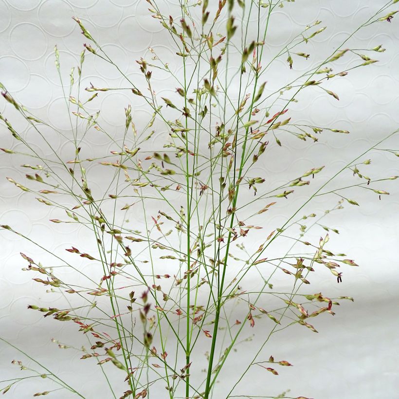 Panicum virgatum Squaw - Switchgrass (Flowering)