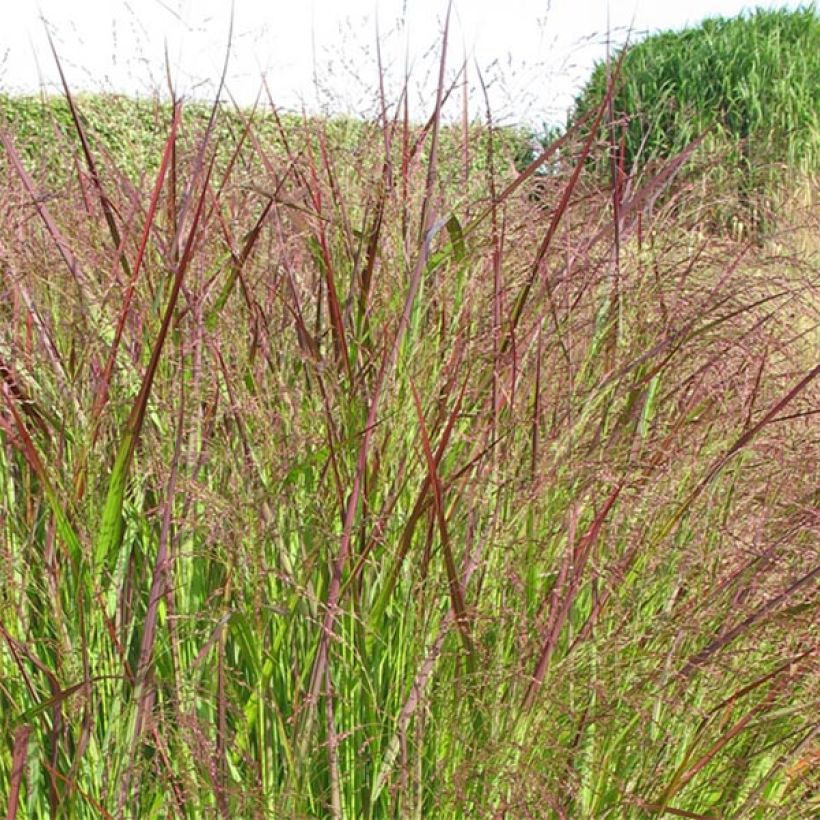 Panicum virgatum Warrior - Switchgrass (Flowering)