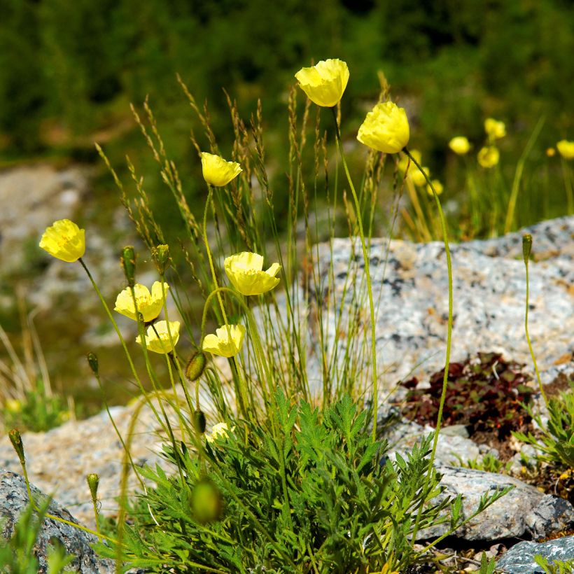 Papaver alpinum - Alpine poppy (Plant habit)