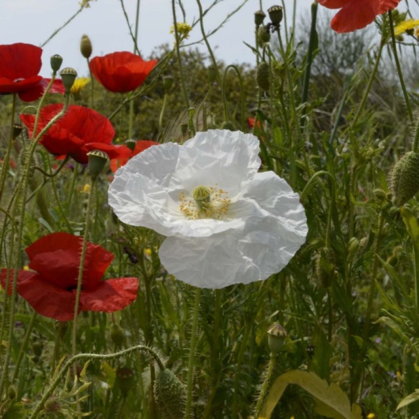 Poppy Bridal Silk Seeds - Papaver rhoeas (Flowering)