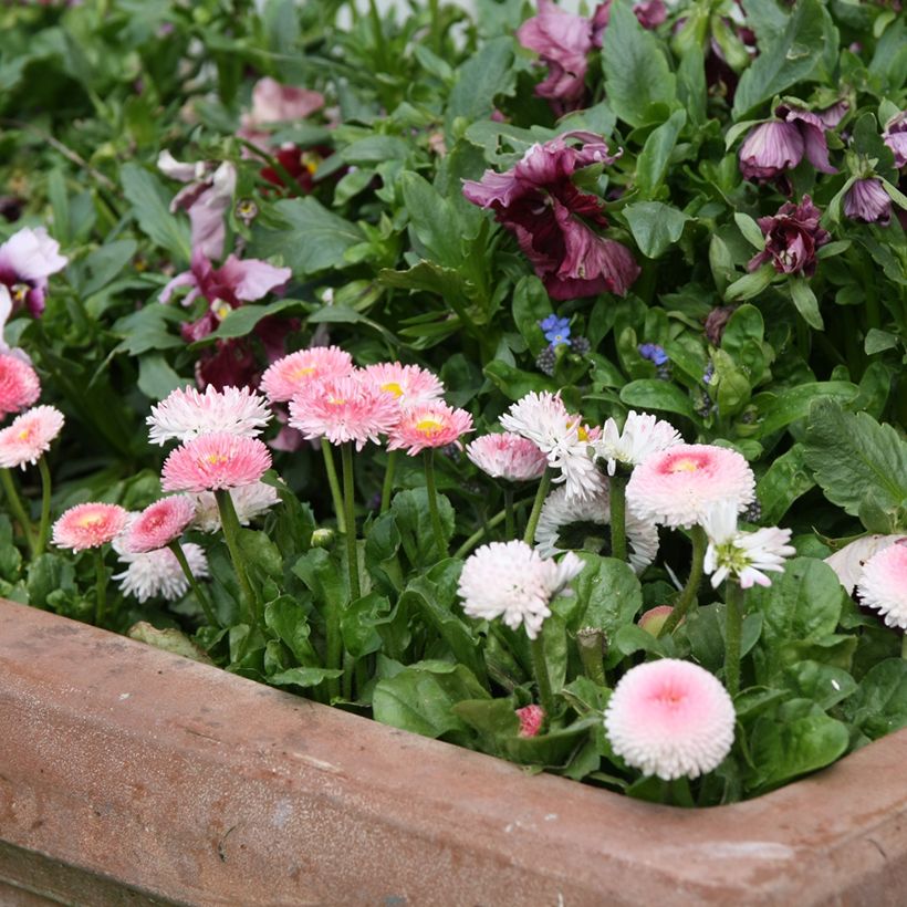 Bellis perennis Tasso Strawberries & Cream - Common Daisy (Plant habit)