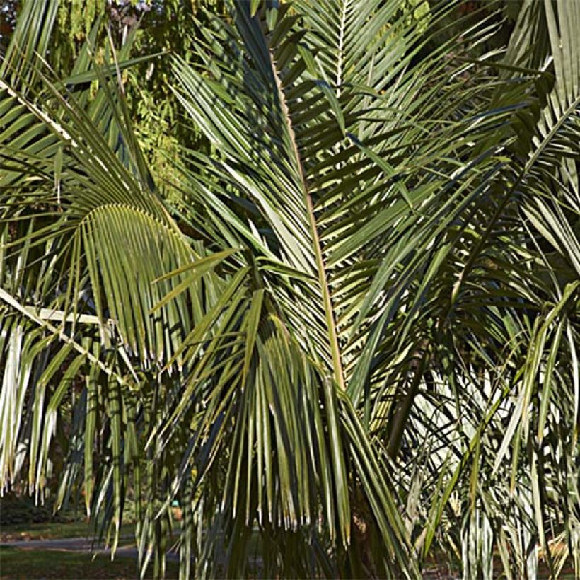 Parajubaea torallyi - Palm (Foliage)