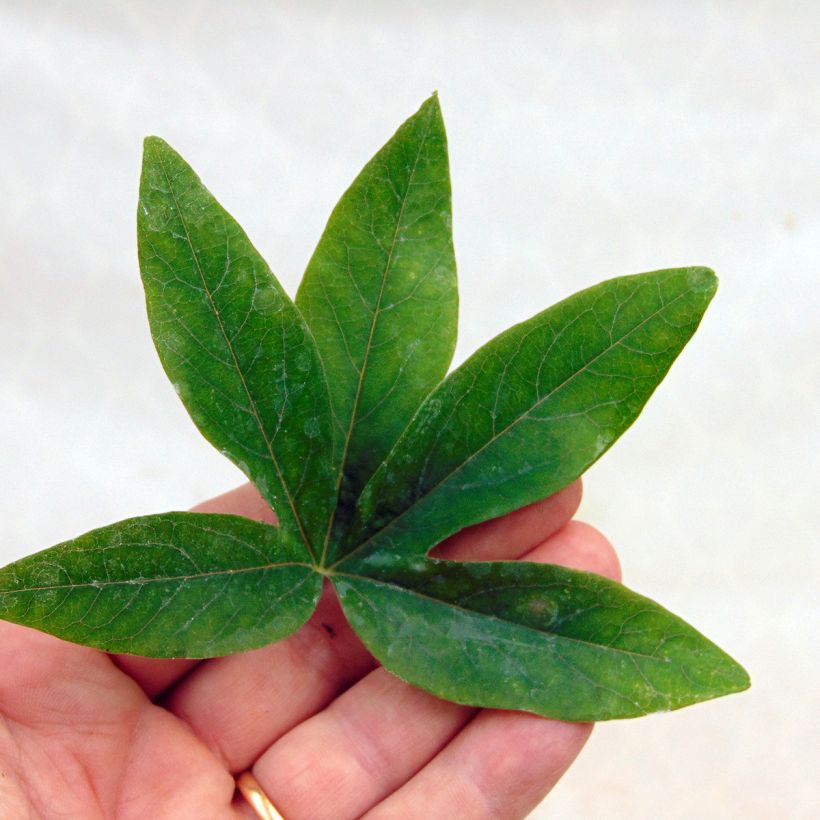 Passiflora caerulea- Passion Flower (Foliage)