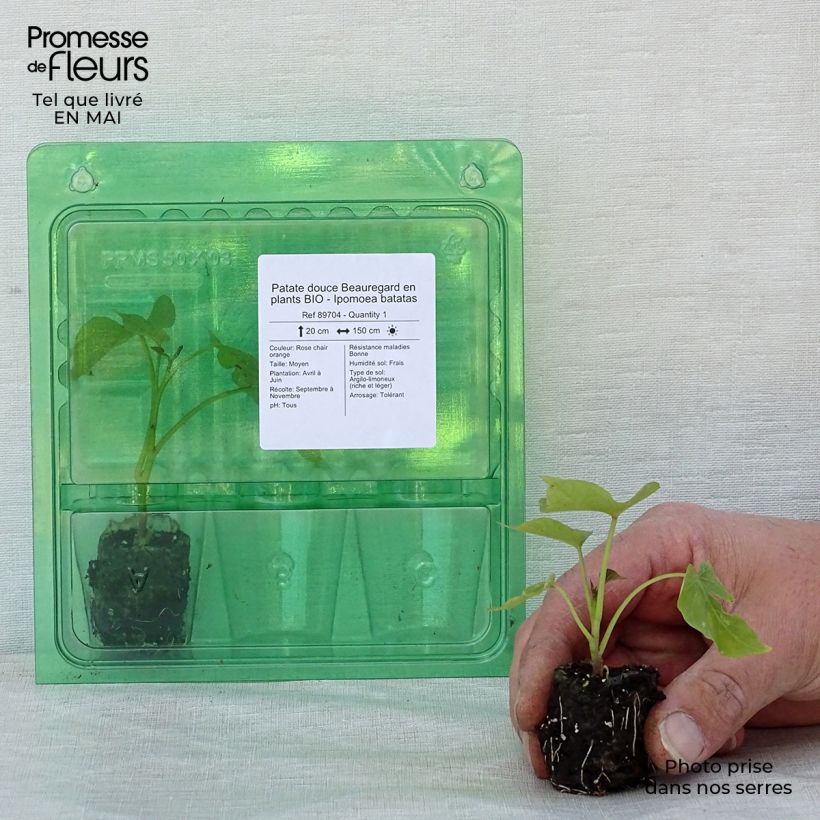 Patate douce Beauregard en plants BIO - Ipomoea batatas Mini-motte 4 cm sample as delivered in spring