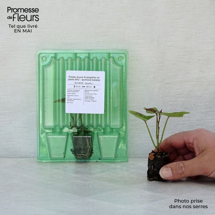 Patate douce Evangeline en plants BIO - Ipomoea batatas Mini-motte 4 cm sample as delivered in spring