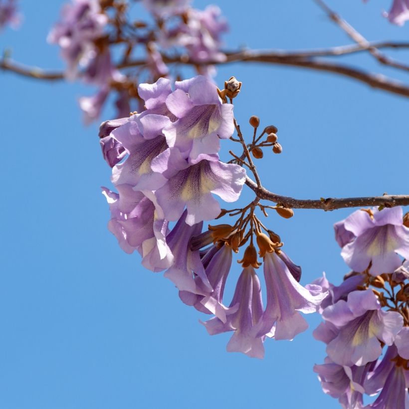 Paulownia tomentosa Seeds - Foxglove Tree (Flowering)