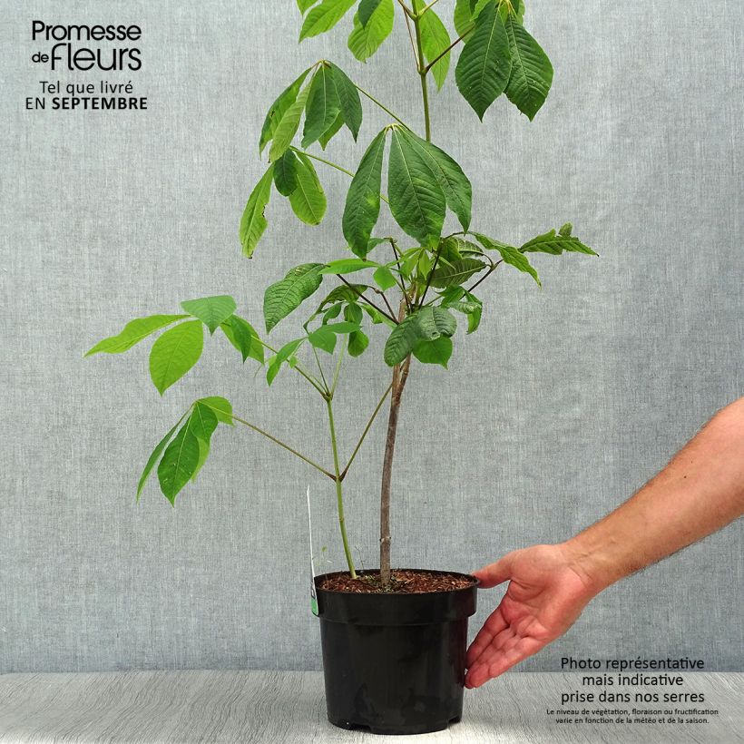 Aesculus parviflora - Pavier blanc en pot de 20L/25L sample as delivered in autumn