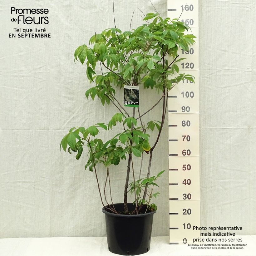 Aesculus parviflora - Pavier blanc en pot de 7.5L/10L sample as delivered in autumn