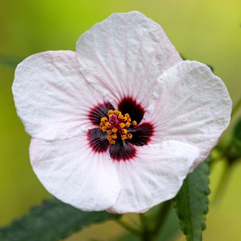 Pavonia hastata (Flowering)