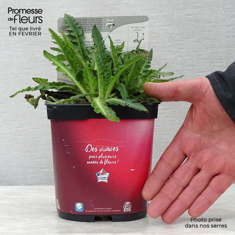 Pavot d'Orient rouge - Papaver orientale Allegro en pot de 2/3 litres sample as delivered in winter