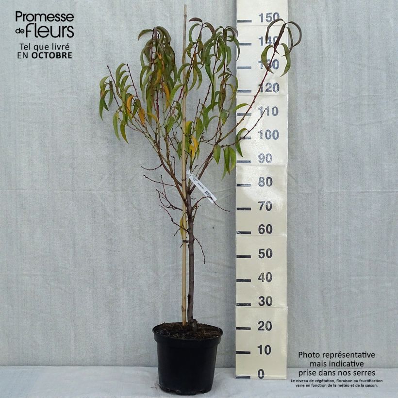 Pêcher Dixired Pot de 7,5L/10L sample as delivered in autumn