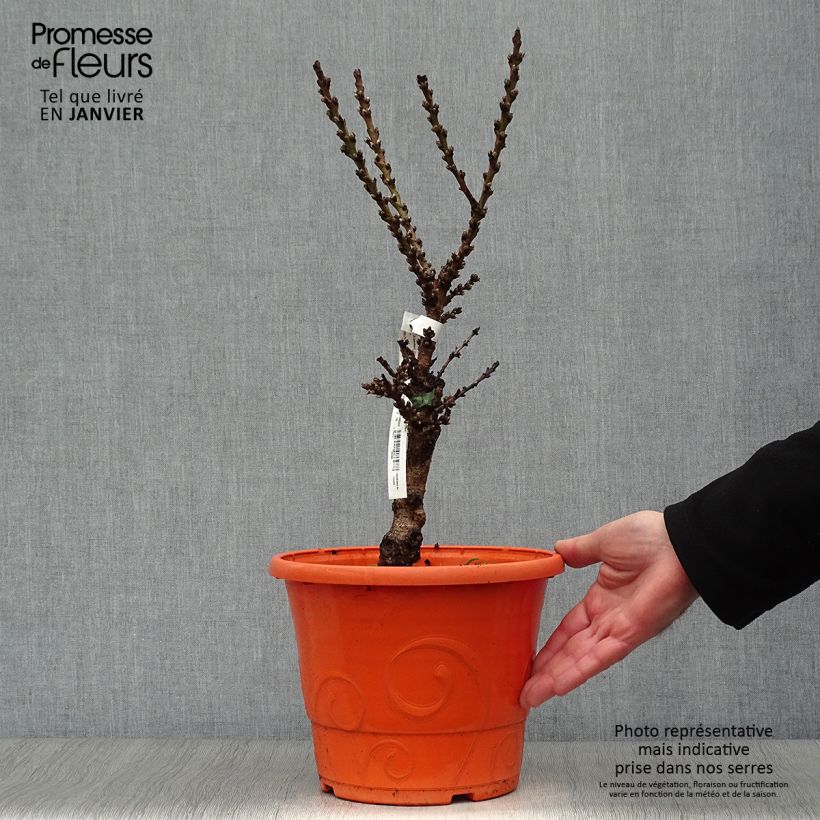 Pêcher - Prunus persica Nain Crimson Bonfire en pot de 6L sample as delivered in winter