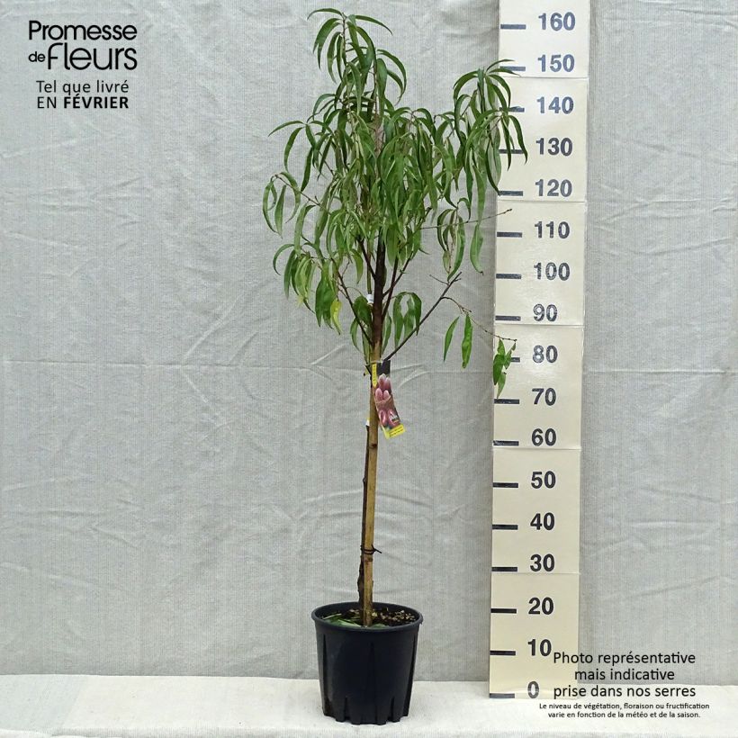 Pêcher - Prunus persica Sanguine Gobelet en pot de 7,5l/10l sample as delivered in autumn