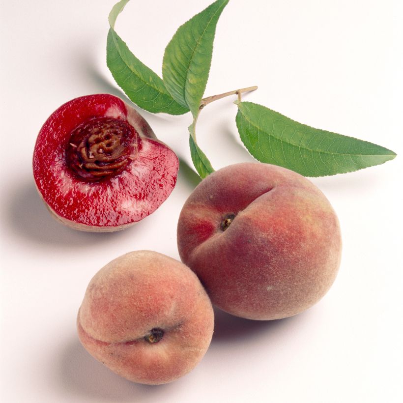 Prunus persica Sanguine de Ferlay - Vineyard Peach Tree (Harvest)