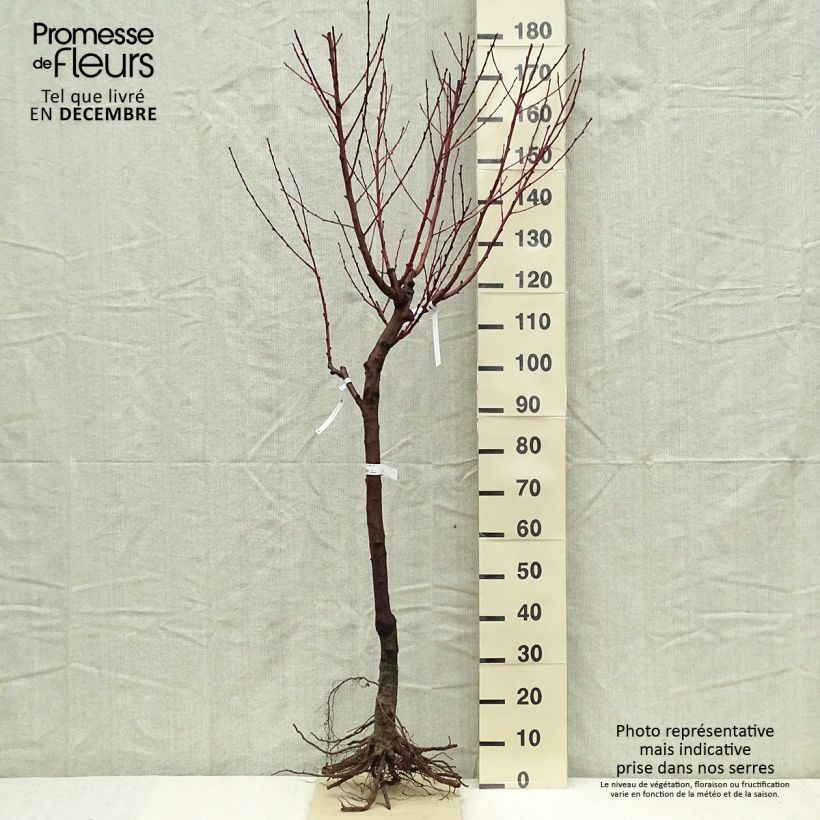 Prunus persica White Vine Peach - Vineyard Peach Tree Bare root, GobletShipped height around 140/160cm sample as delivered in winter