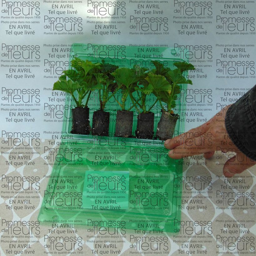 Example of Pelargonium Bermuda Cherry - Géranium des fleuristes Mini-motte 4 cm specimen as delivered