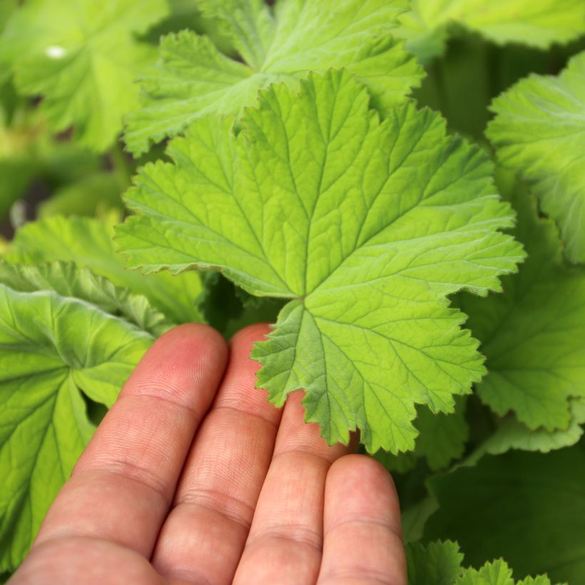 Pelargonium album  (Foliage)