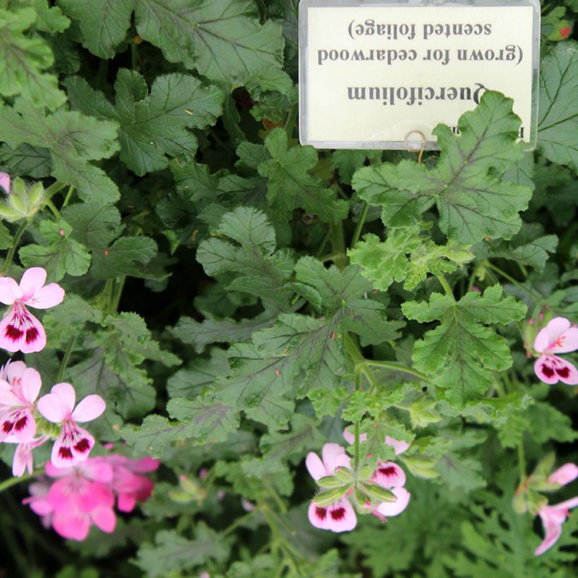 Pelargonium quercifolium (Foliage)