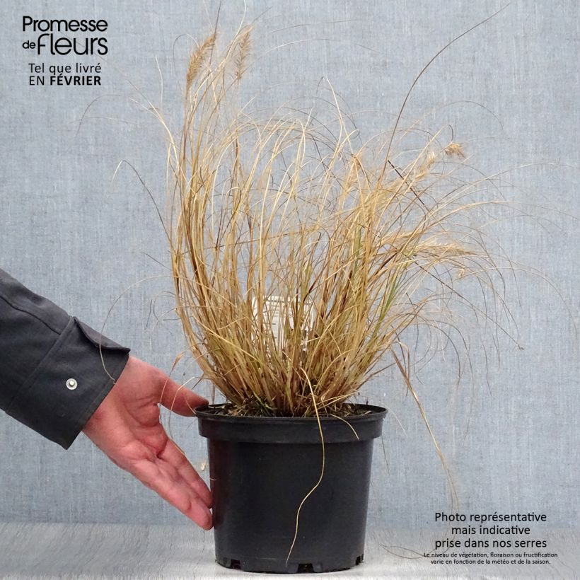 Pennisetum alopecuroides Hameln - 3L/4L sample as delivered in winter