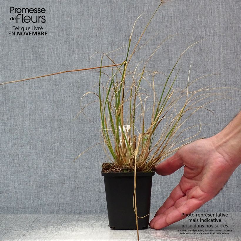 Pennisetum alopecuroides Hameln - Godet 9 sample as delivered in autumn