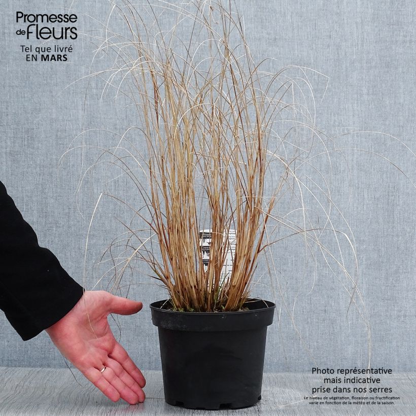 Pennisetum alopecuroides Hameln - Pot de 2L sample as delivered in winter