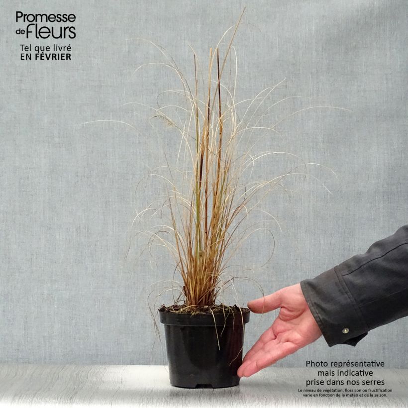 Pennisetum alopecuroides Hameln en pot de 1.5L sample as delivered in winter