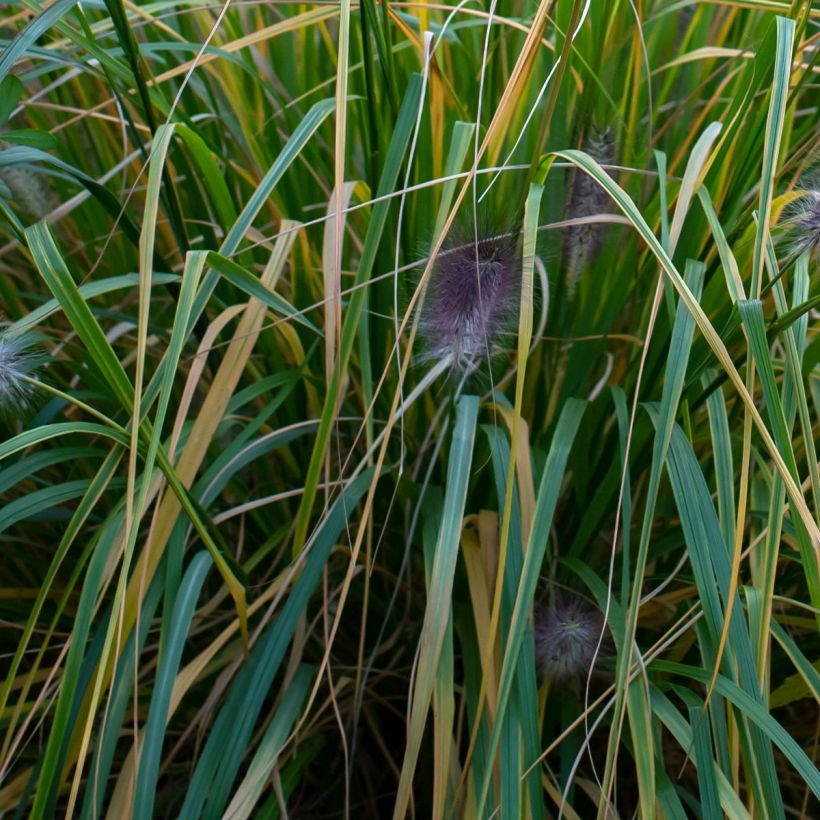 Pennisetum alopecuroïdes 'Red Head' (Foliage)