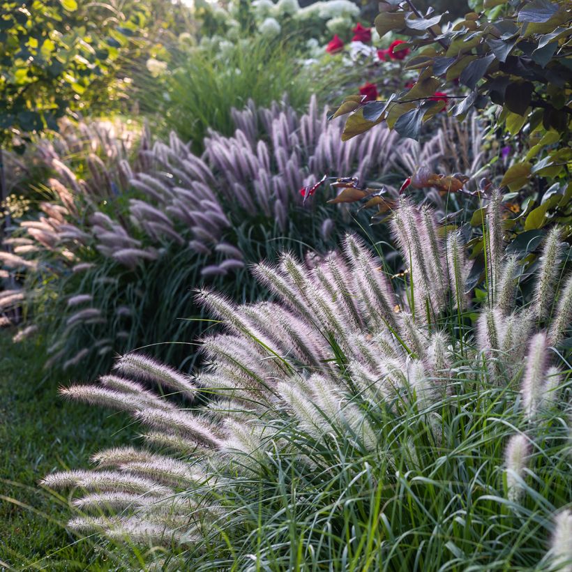 Pennisetum alopecuroïdes 'Red Head' (Plant habit)