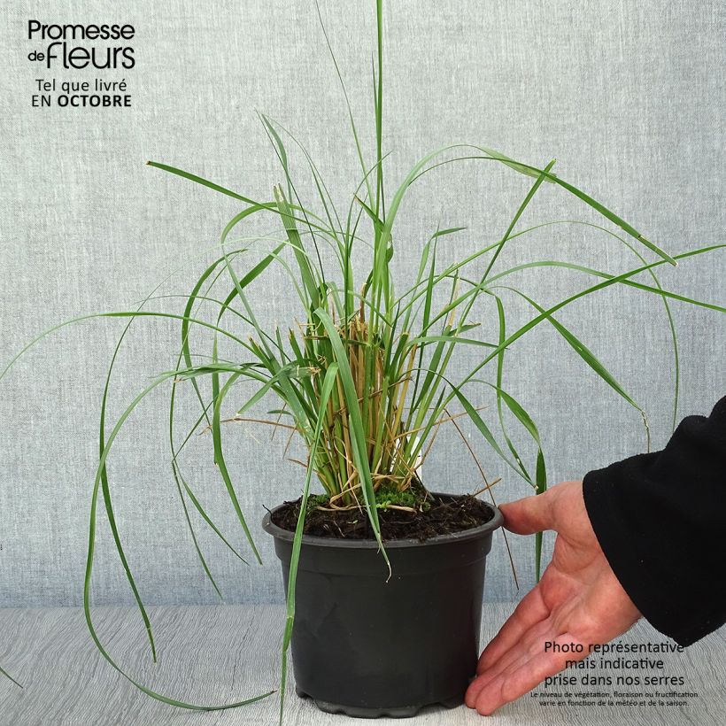 Pennisetum macrourum en pot de 2/3 litres sample as delivered in autumn