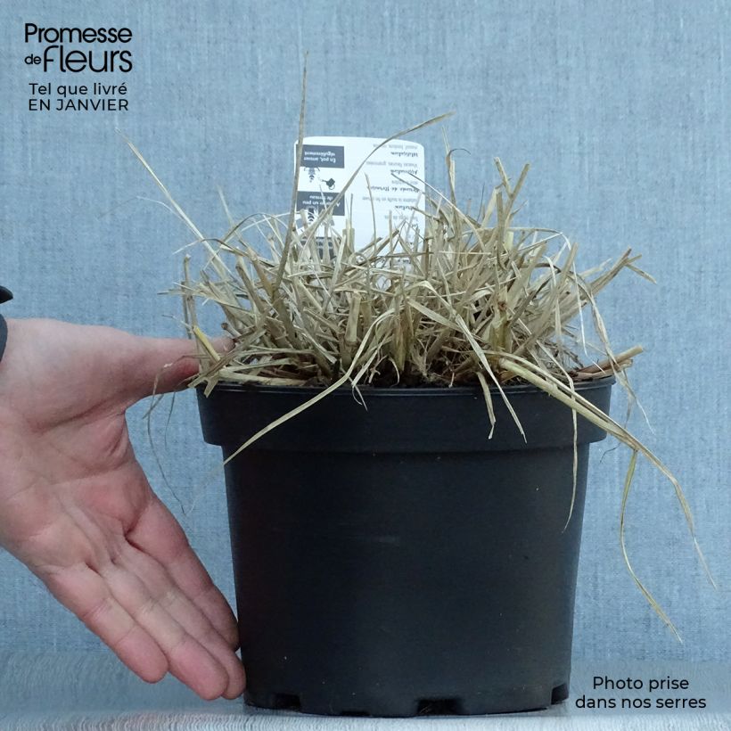 Pennisetum villosum pot de 2L/3L sample as delivered in winter