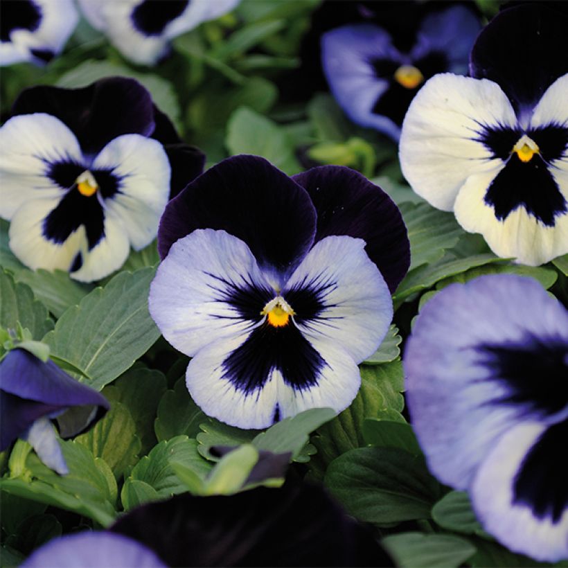 Viola hybrida Alpha F1 Moonlight (Flowering)