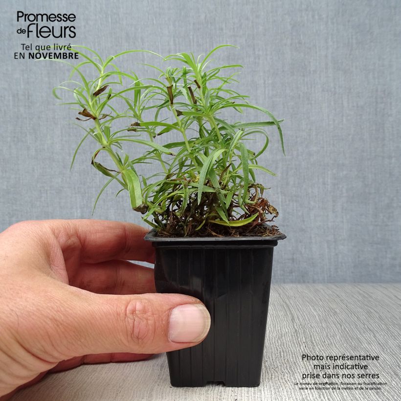 Penstemon Polaris Rose - Galane Godet de 7/8 cm sample as delivered in autumn