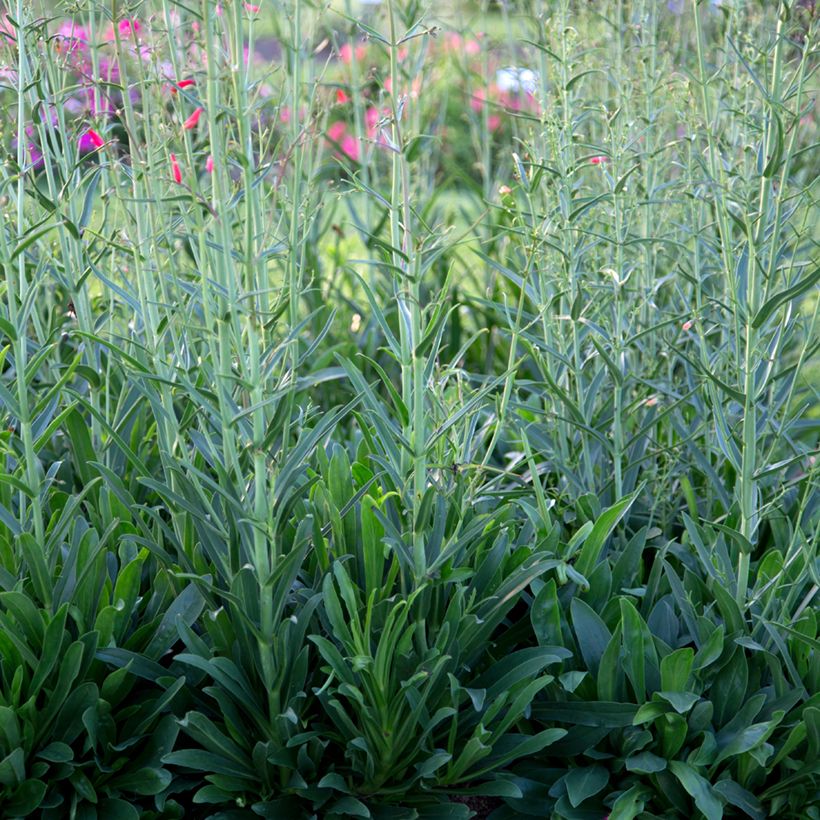 Penstemon barbatus Coccineus - Beardtongue (Foliage)