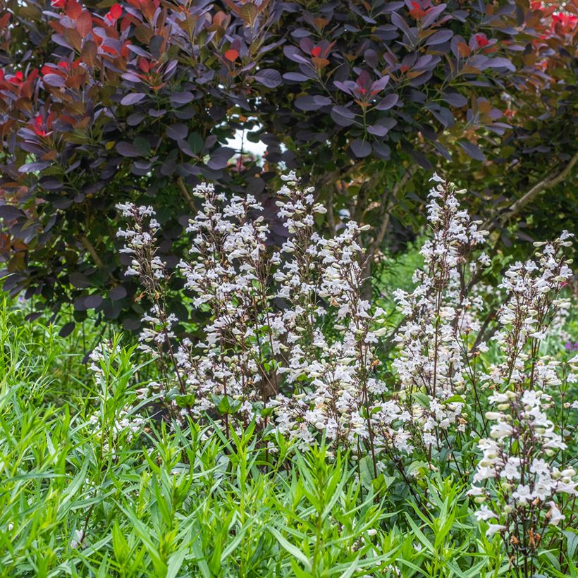 Penstemon digitalis Husker Red - Foxglove beardtongue (Plant habit)