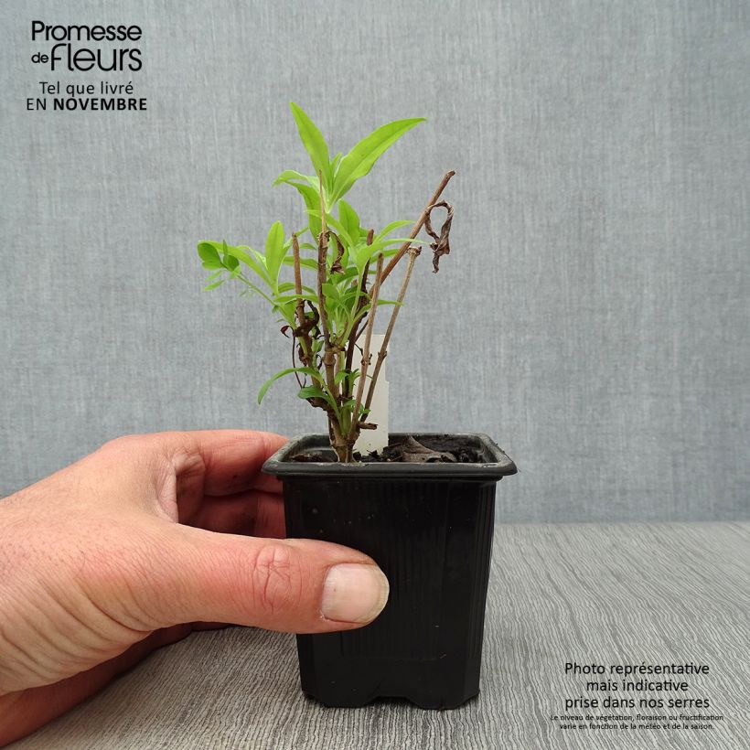 Penstemon hybride White Bedder - Galane Godet de 9cm sample as delivered in autumn