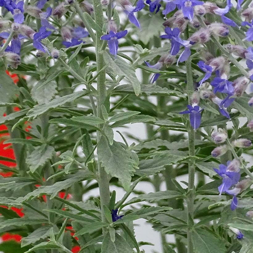 Perovskia atriplicifolia Prime time® - Russian Sage (Foliage)