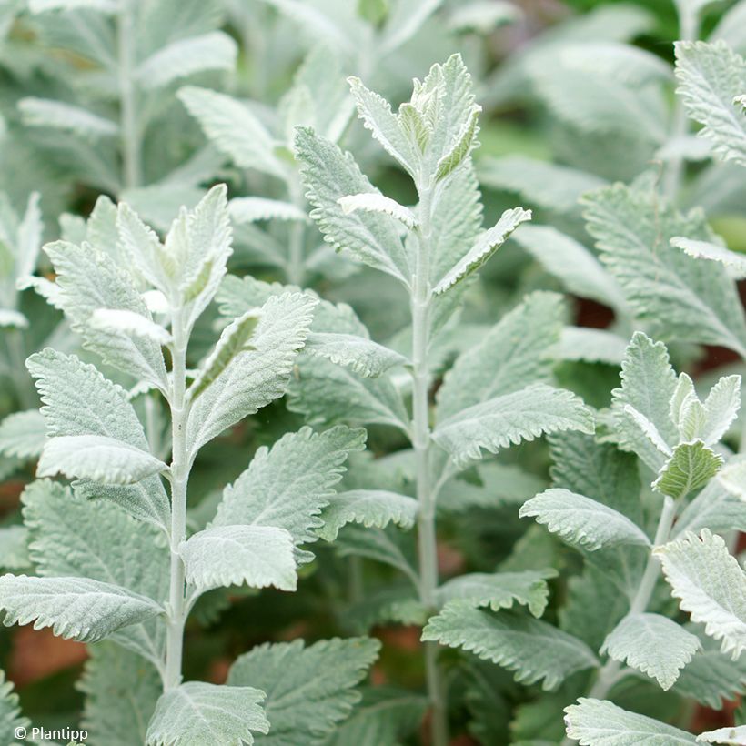 Perovskia  atriplicifolia Silvery Blue - Russian Sage (Foliage)