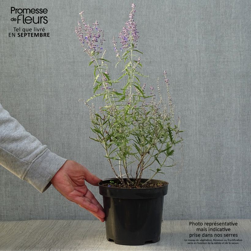 Perovskia atriplicifolia Lacey Blue Pot de 2L/3L sample as delivered in autumn