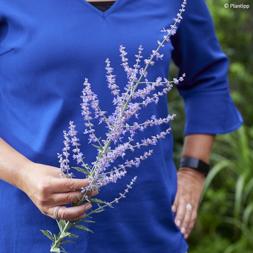 Perovskia atriplicifolia Prime time® - Russian Sage (Flowering)