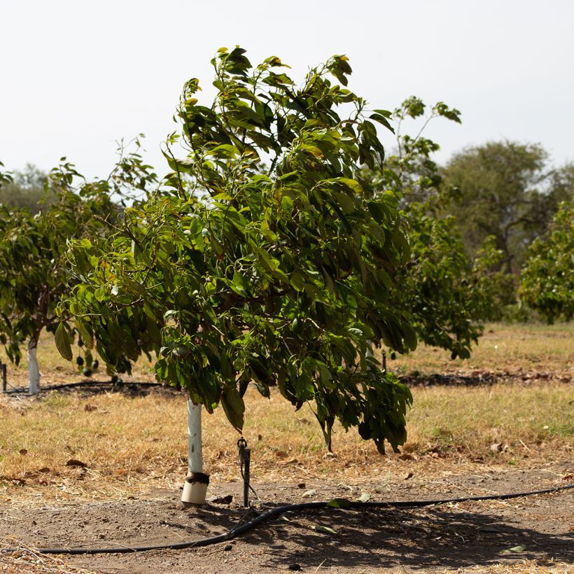 Avocado Tree Hass - Persea americana (Plant habit)