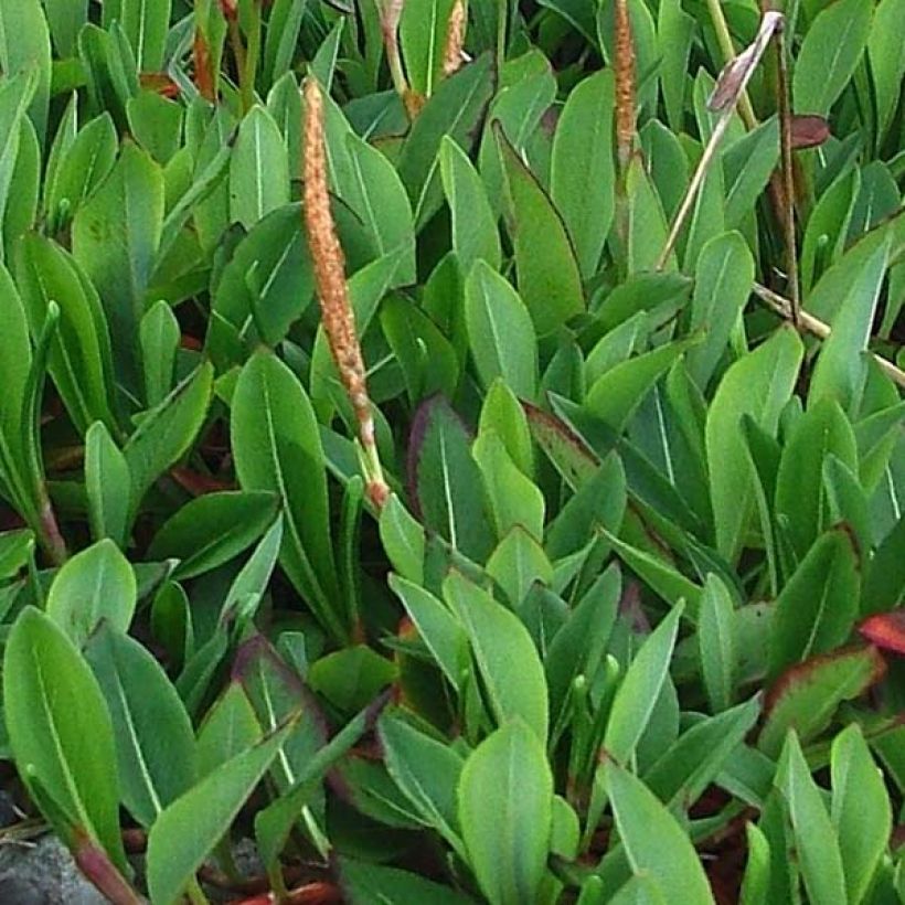 Persicaria affinis Darjeeling Red (Foliage)