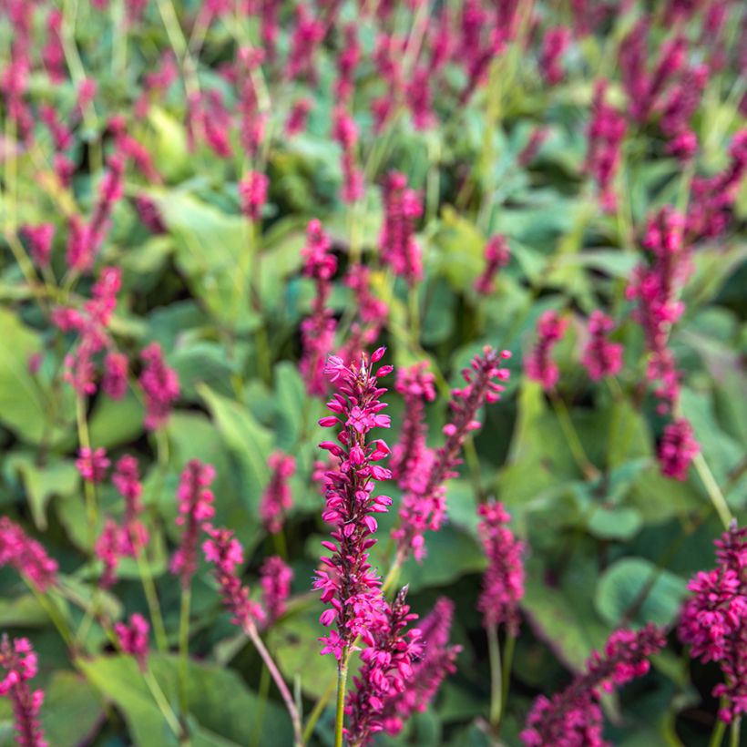 Persicaria amplexicaulis 'Speciosa' - Knotweed (Flowering)