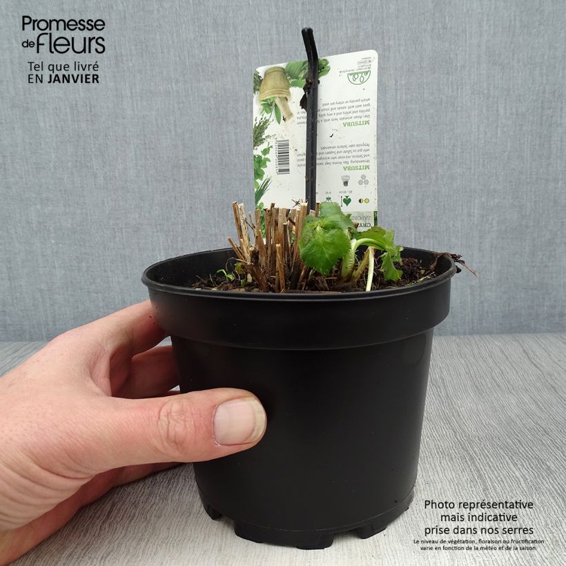 Persil japonais - Cryptotaenia japonica Pot de 1,5L/2L sample as delivered in winter