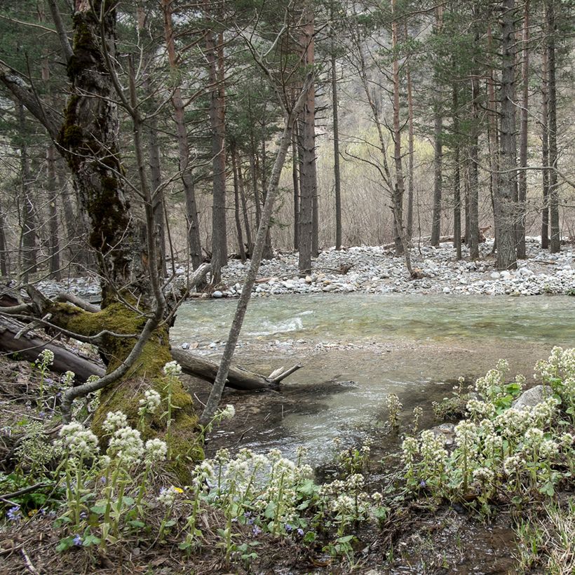 Petasites albus (Plant habit)